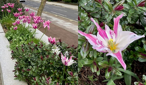 Tulips in bloom outside the BullionVault office